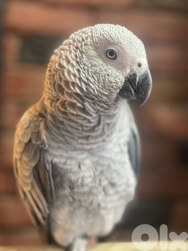 كاسكو جامبو 5