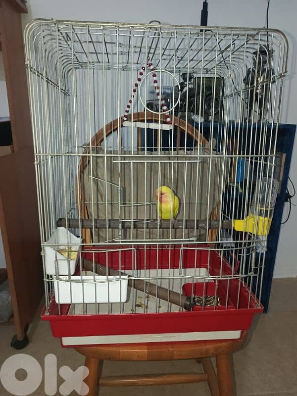 فرخ روز مفطوم ما بعض مع القغص 0