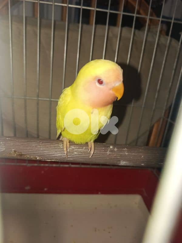 فرخ روز مفطوم ما بعض مع القغص 1