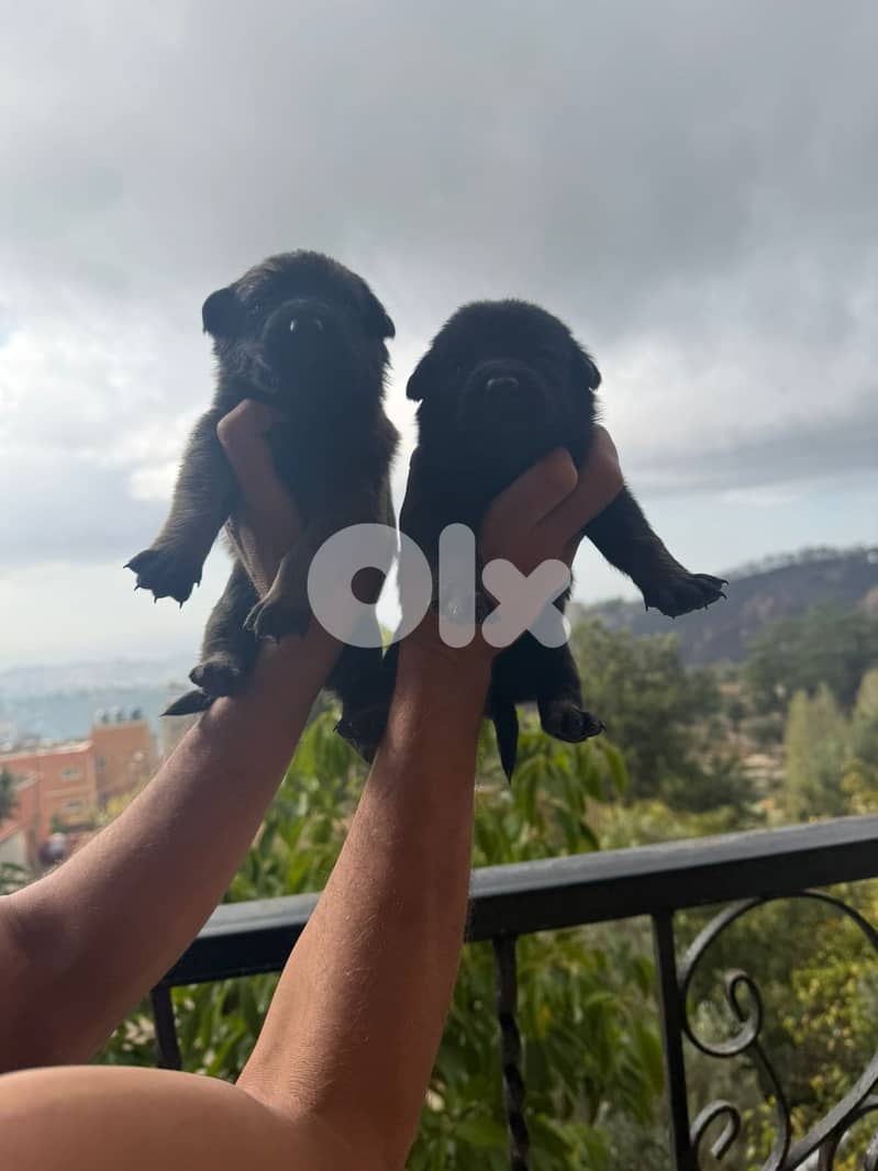 Malinois full black 0