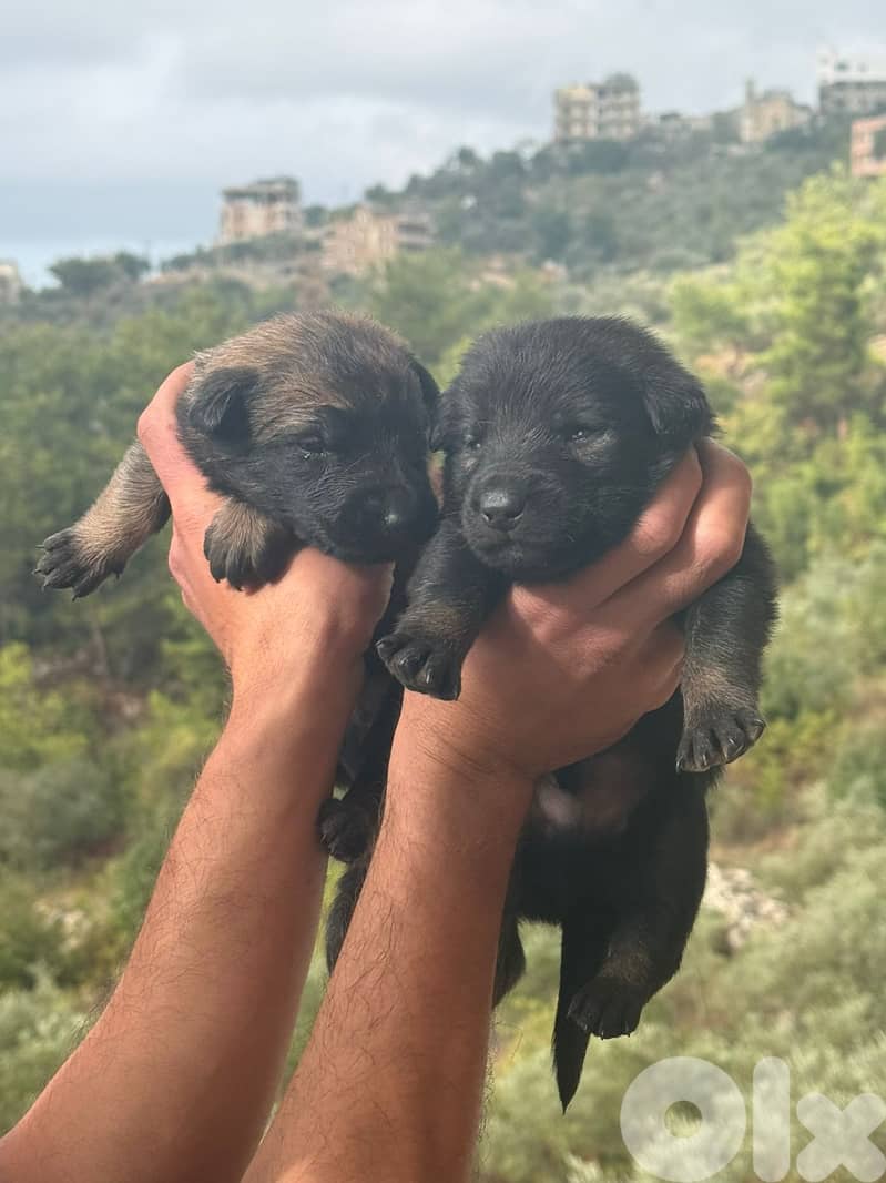 Malinois full black 1