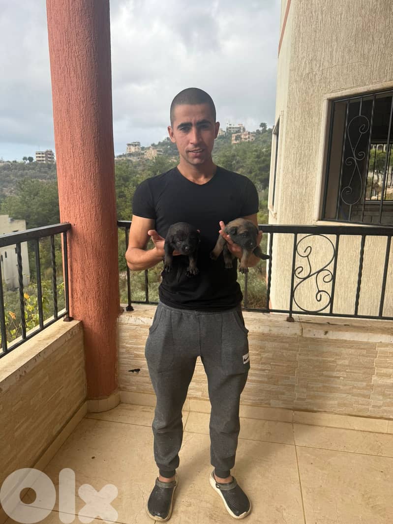 Malinois full black 2