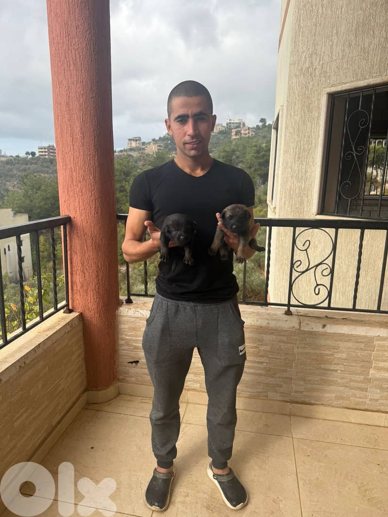 Malinois full black 3