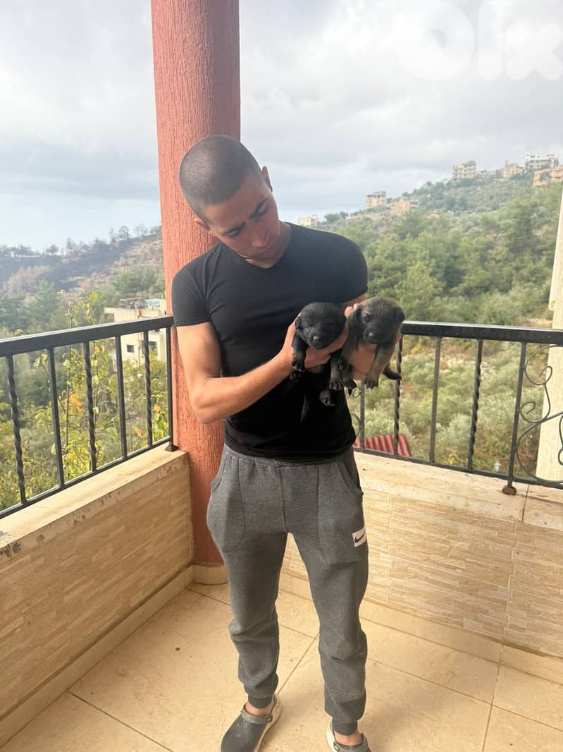 Malinois full black 4