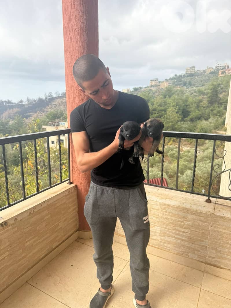 Malinois full black 5