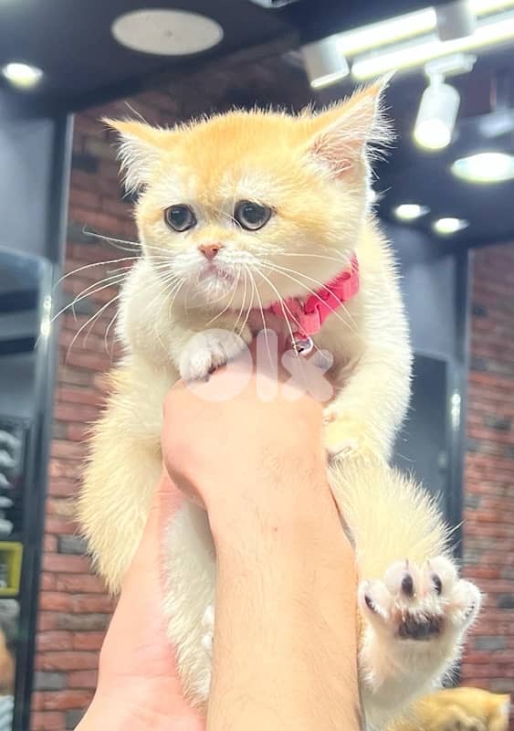 goldin shanshila ny12 0