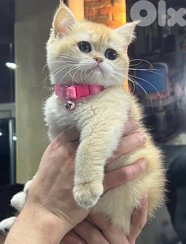 goldin shanshila ny12 1