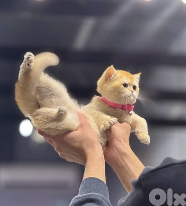 goldin shanshila ny12 2