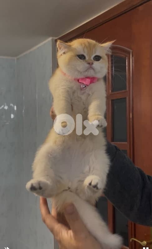 goldin shanshila ny12 3