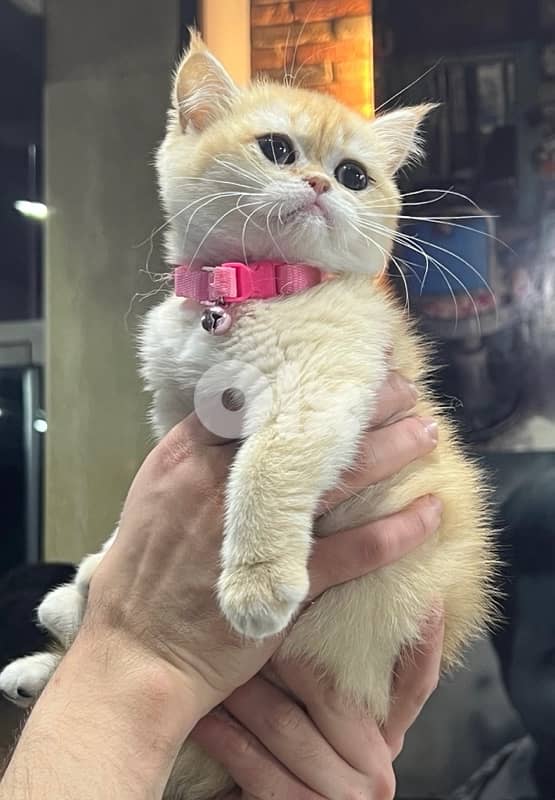 goldin shanshila ny12 4