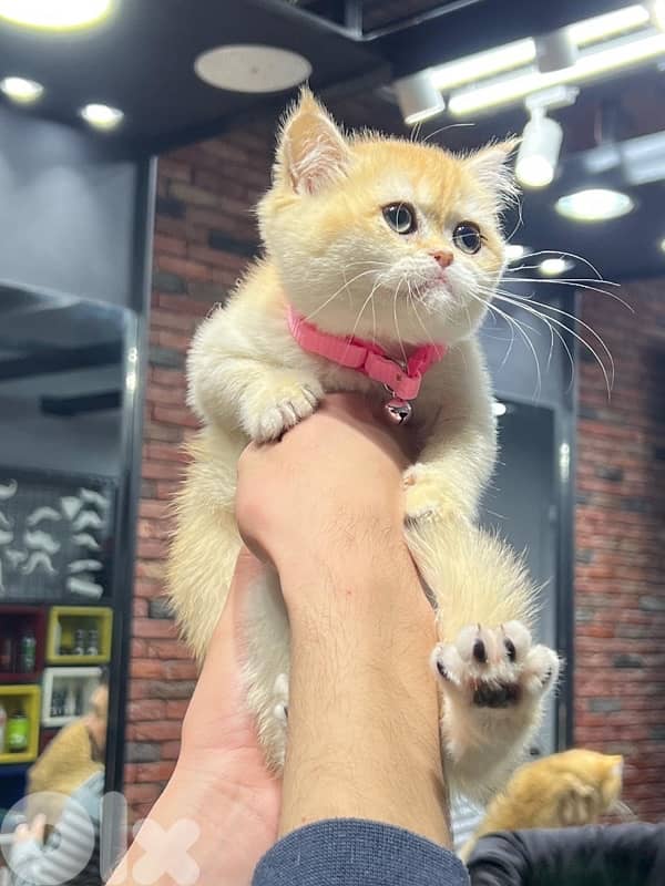 goldin shanshila ny12 5