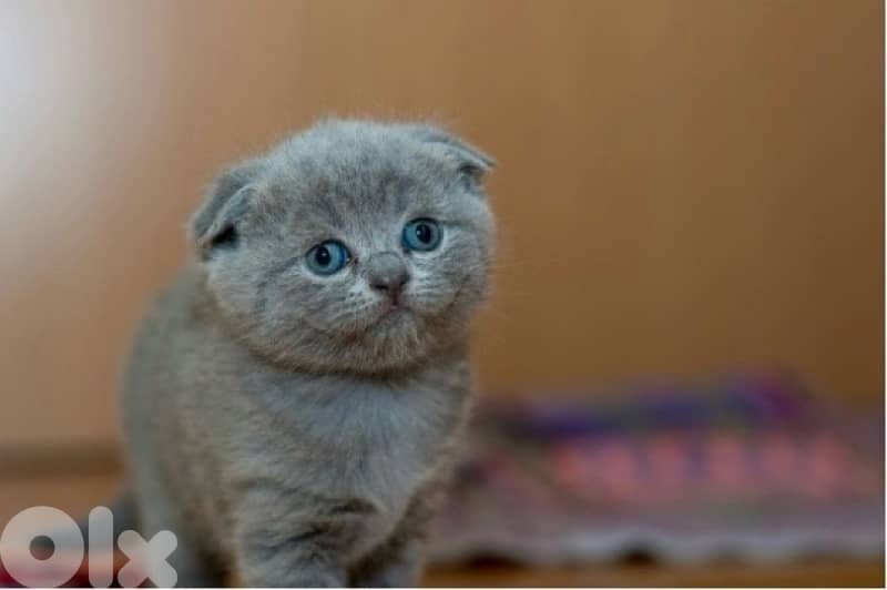 Premium Scotish fold kitten 1