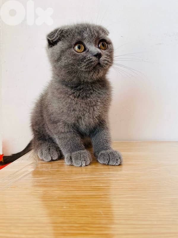 Premium Scotish fold kitten 2