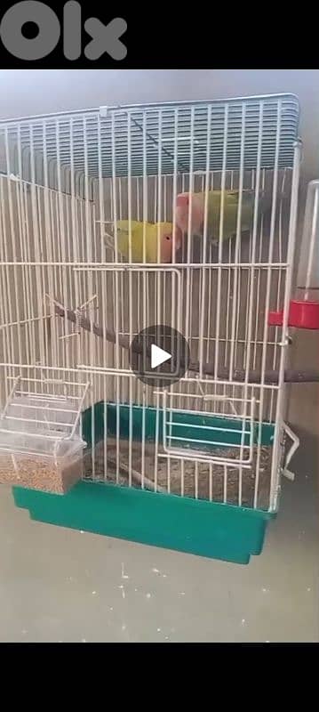 جوز روز و جوز بادجي بالغين سعرون حلو