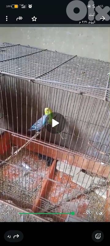 جوز روز و جوز بادجي بالغين سعرون حلو 1