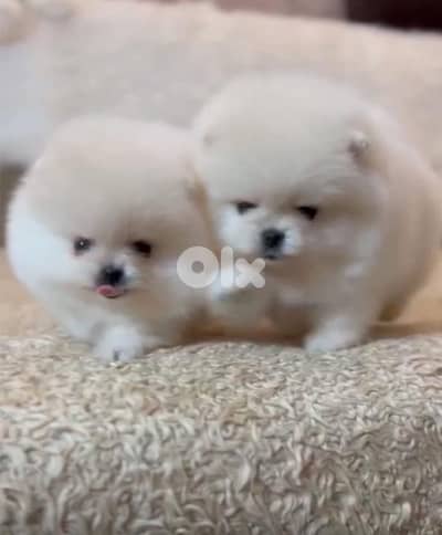 Pomeranian teacup