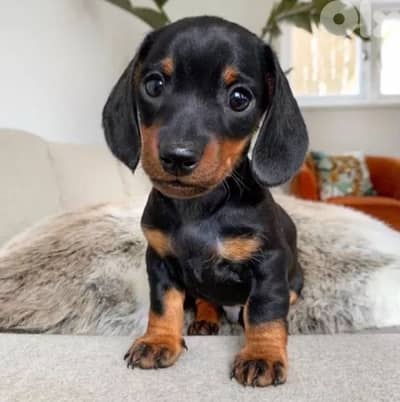 Mini Dachshund black & tan in store كلب Dog Delivery