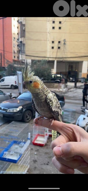 بس 40$ للتواصل : 025 014 81