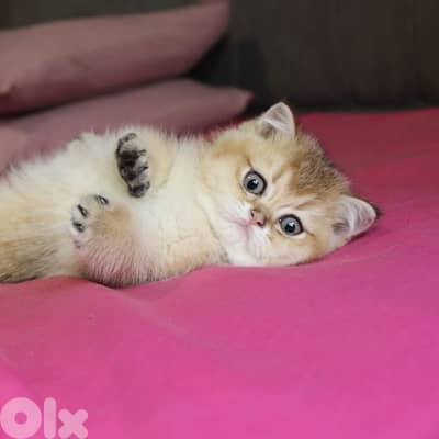 golden chinchilla are available!! Real photos.