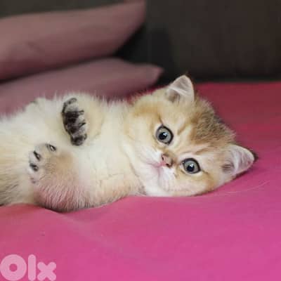 golden chinchilla are available!! Real photos.