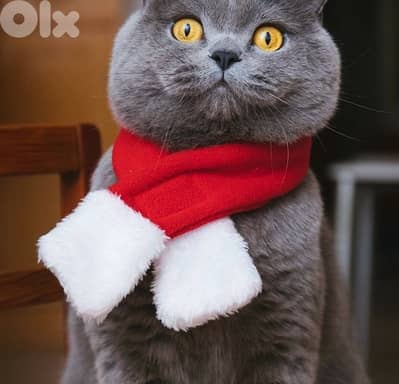 scottish fold blue 70485808