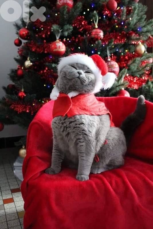 scottish fold blue 70485808 1