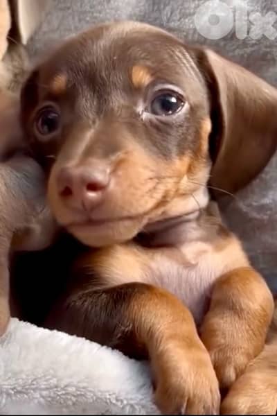 Adorable Chocolate & tan Dachshund puppy available in store كلب