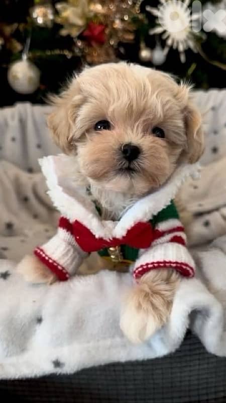 Maltipoo puppy available in store & Delivery 0