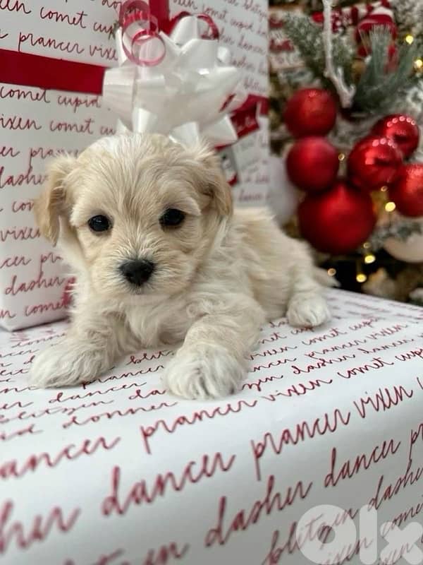 Adorable teacup Maltipoo puppy 0