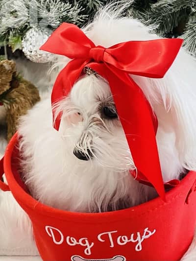 Small Loulou Bichon puppy available