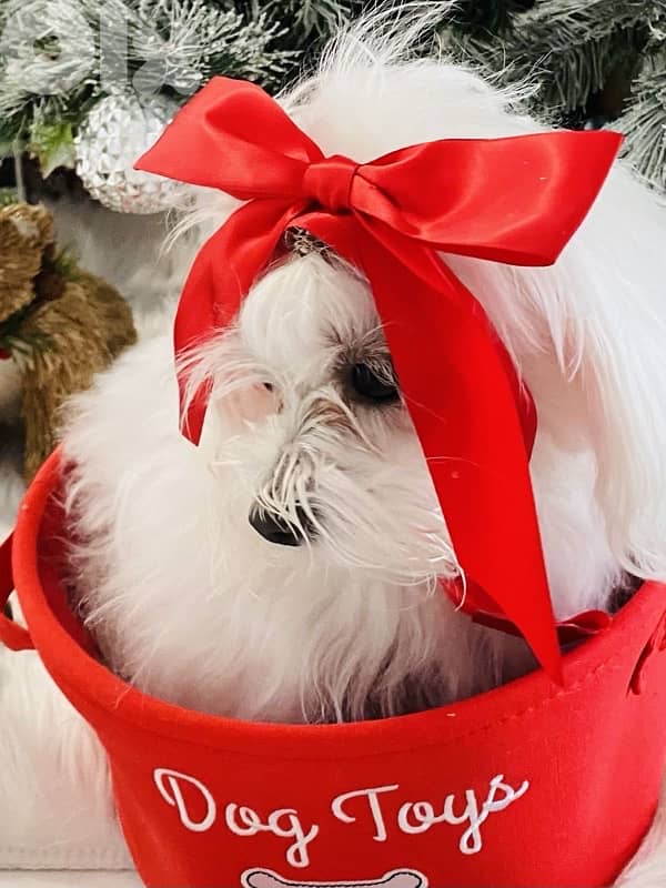 Small Loulou Bichon puppy available 0