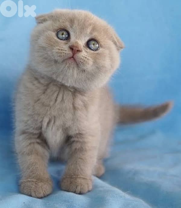 scottish lilac 70485808 0