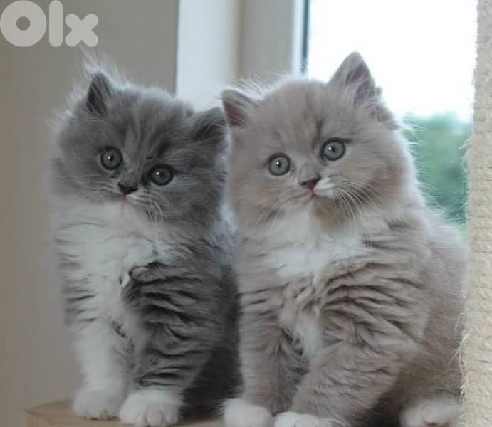 scottish lilac 70485808 1