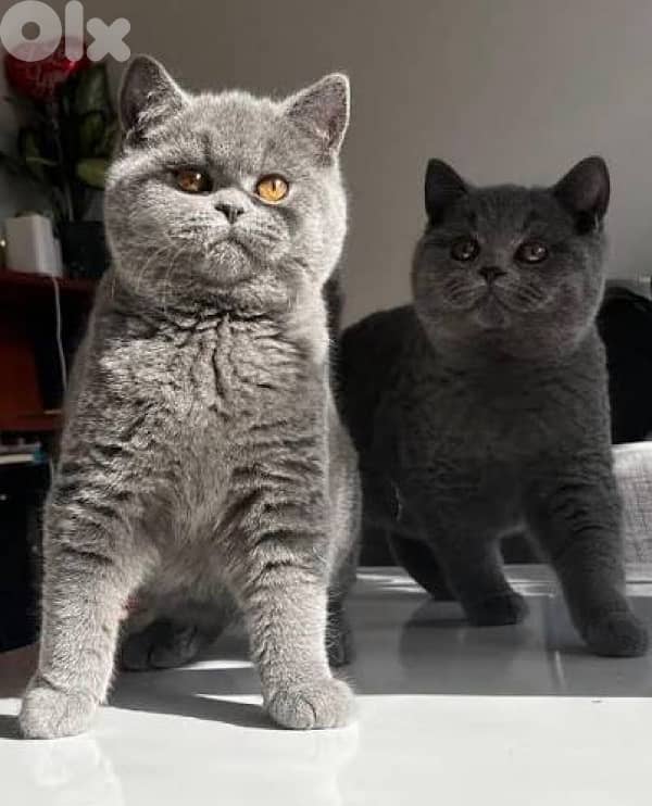 scottish lilac 70485808 3