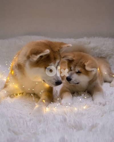 Japanese Akita Puppies Imported in store & delivery / dog كلاب