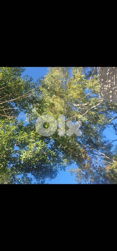 chalet old stone renovated 6