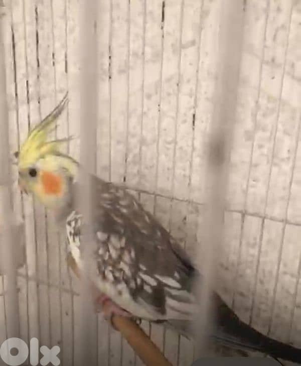 عمرو سنة كروان تربية بيت  دكر للبيع 0