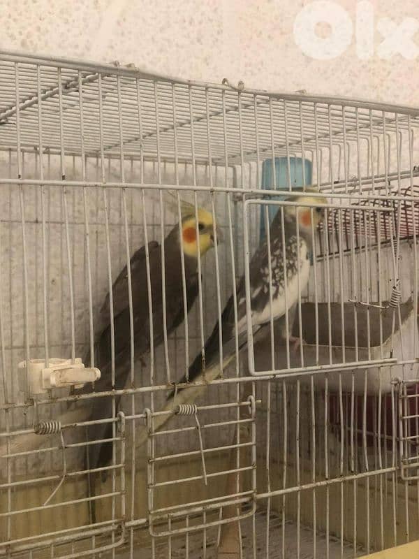 عمرو سنة كروان تربية بيت  دكر للبيع 1