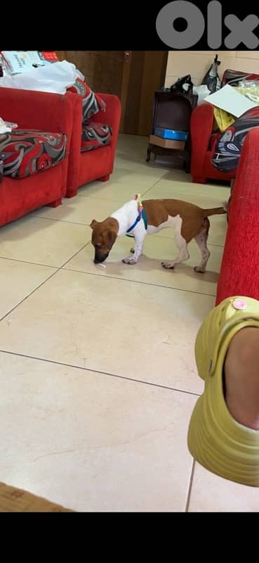 jack russel pet 1