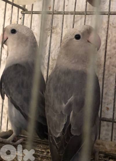 جوز روز اوبلاين أسود