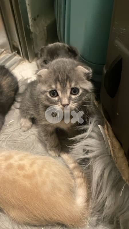Scottish/bangal mix kittens for sale 0