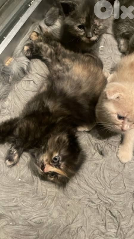 Scottish/bangal mix kittens for sale 4