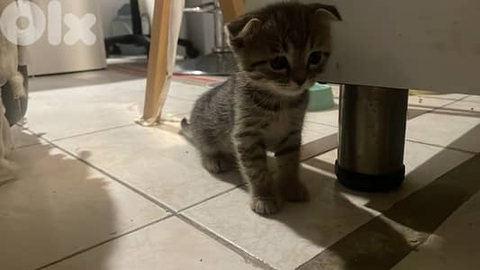 Scottish/bangal mix kittens for sale