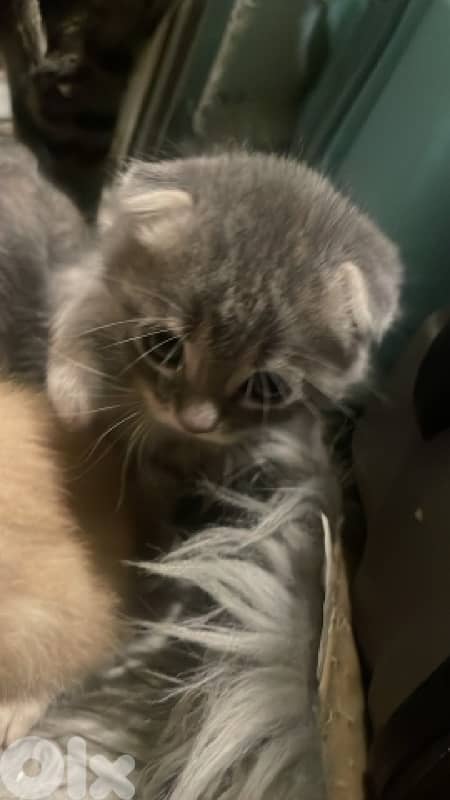 Scottish/bangal mix kittens for sale 6