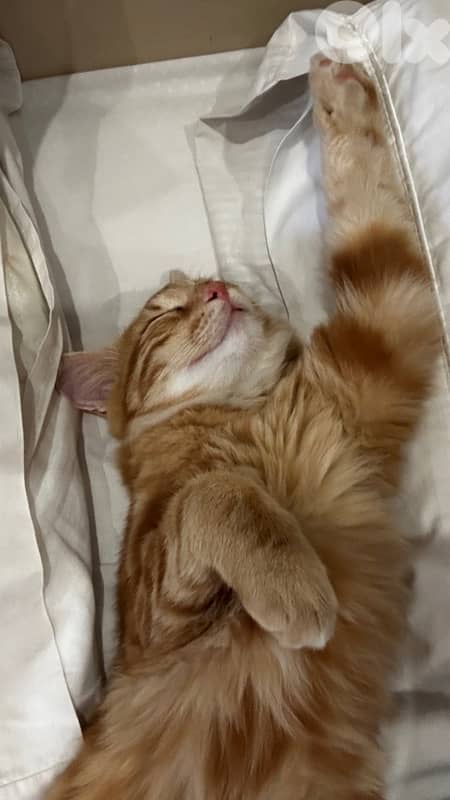 Ginger Cat 6 Months Old 0