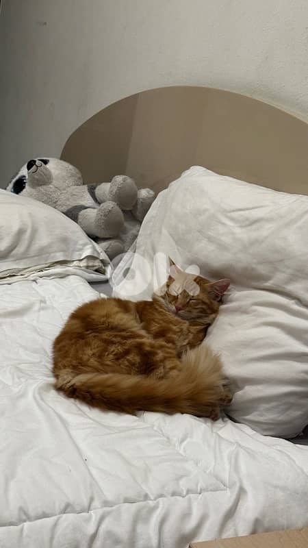 Ginger Cat 6 Months Old 1