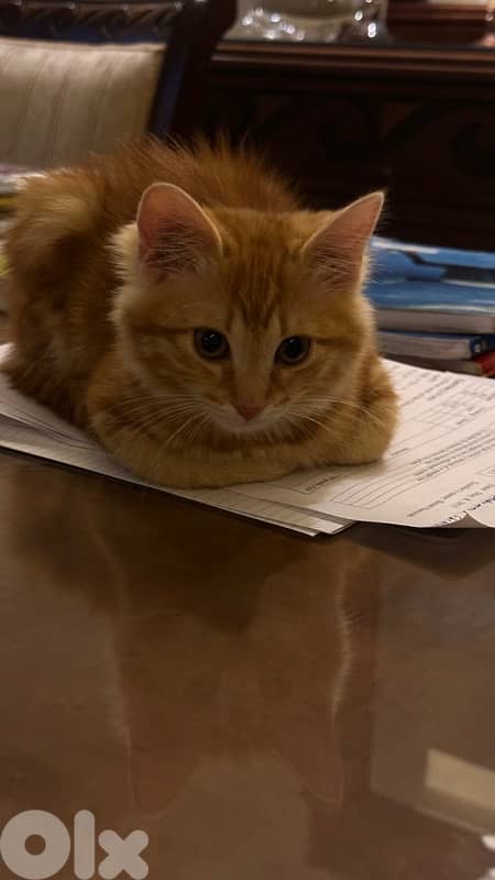 Ginger Cat 6 Months Old 2