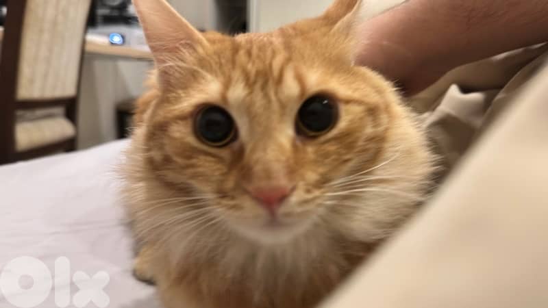 Ginger Cat 6 Months Old 3