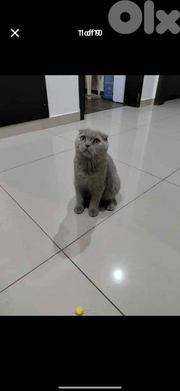 scottish fold for sale 76/354922