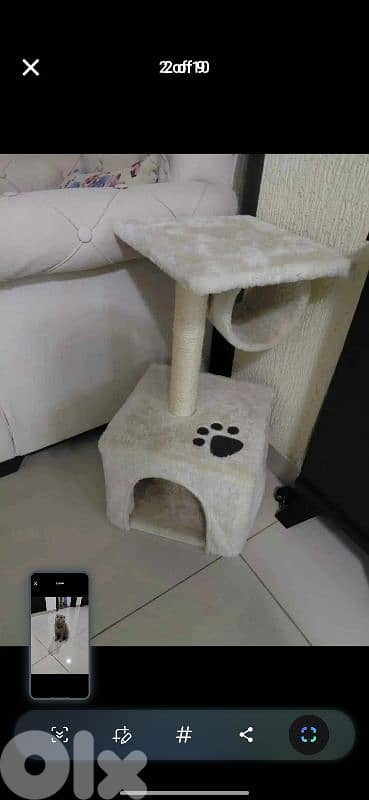 scottish fold for sale 76/354922 1